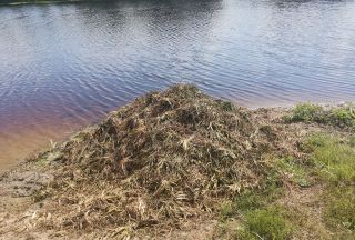 За партой в болоте