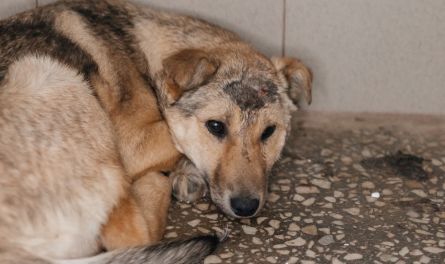 Пензенцы жалуются на бездомных животных, не понимая, что им нужна помощь