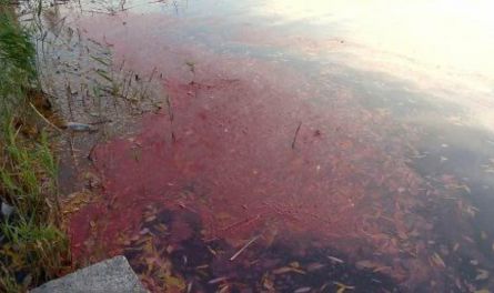 Токсично-красная Сура. Мнение пензенского РГО и подрядчика, отвечающего за покраску моста Дружбы