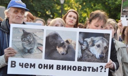 «Жизнь человека является высшей социальной ценностью и не сравнима с ценностью жизни животных» — движение «Живая Россия»