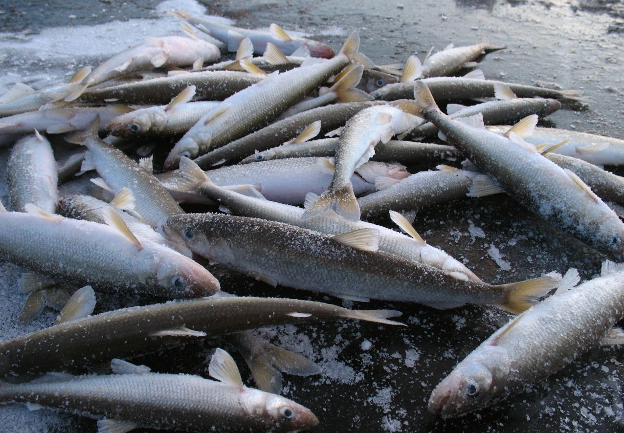 Пензенское рыбоводство: проблемы и перспективы