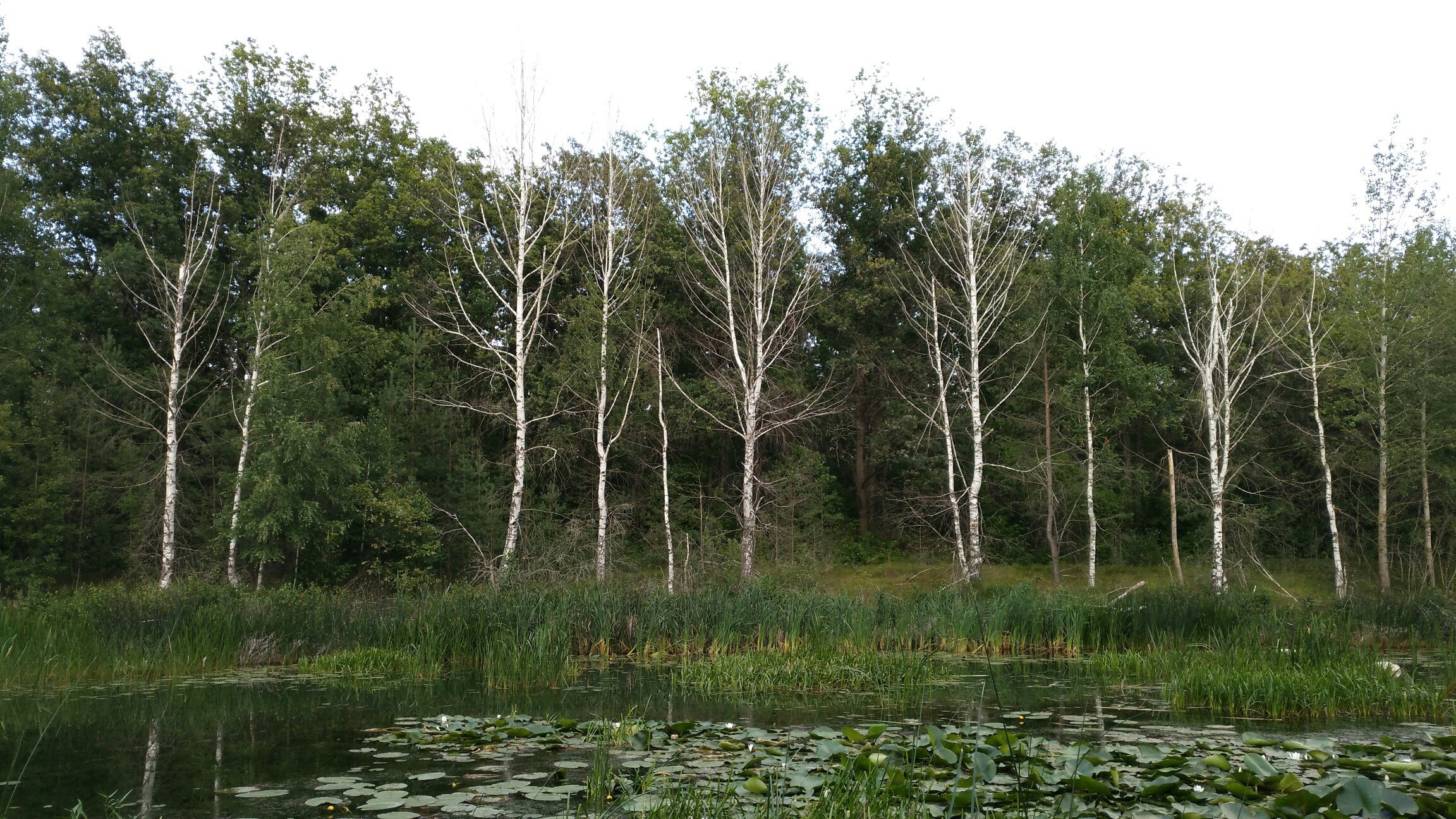Мокшанский лес будет «охранять» экс-глава Башмаковского района
