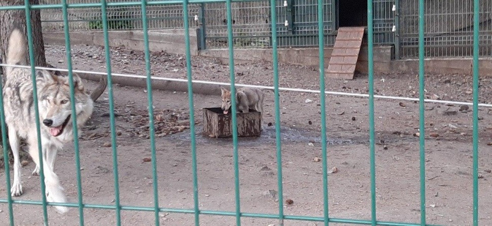 Прокуратура нашла в Пензенском зоопарке льва и волка на нелегальном положении