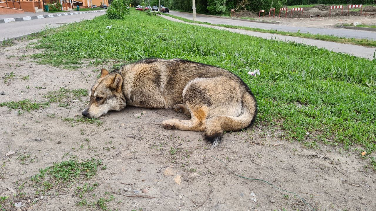 Жителей ГПЗ терроризируют бездомные собаки