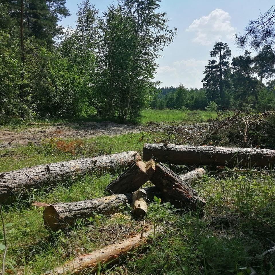 Ахунский сосновый бор в пензенской области фото