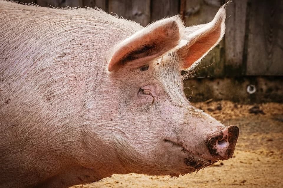 В двух районах Пензенской области выявлены очаги африканской чумы свиней