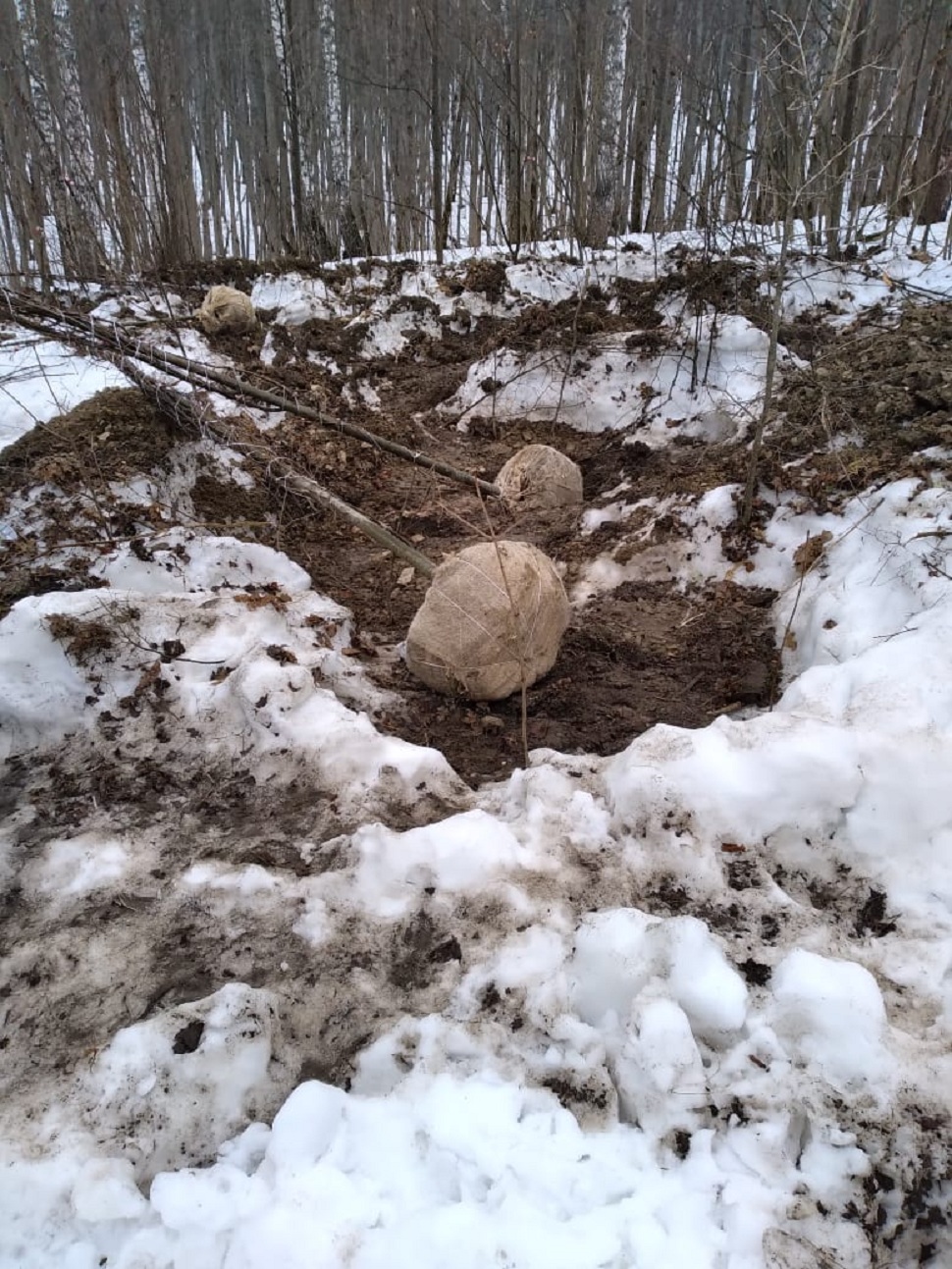 В Пензенской области злоумышленники выкопали деревьев на 384 тысячи рублей