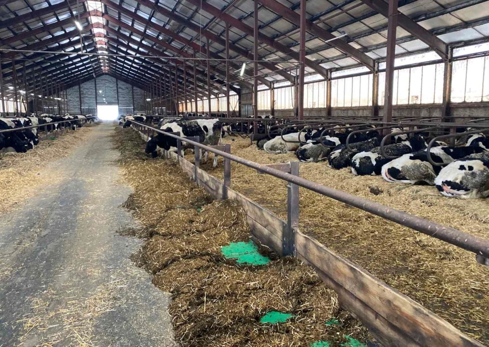 В Пензенской области произведено 107,8 тыс. тонн скота и птицы на убой