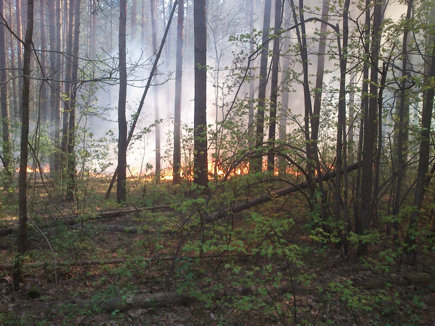 В пензенских лесах ликвидировано 4 лесных пожара