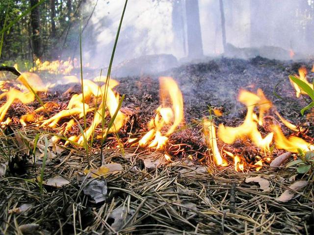 На территории Пензенской области прогнозируется 4 класс пожарной опасности