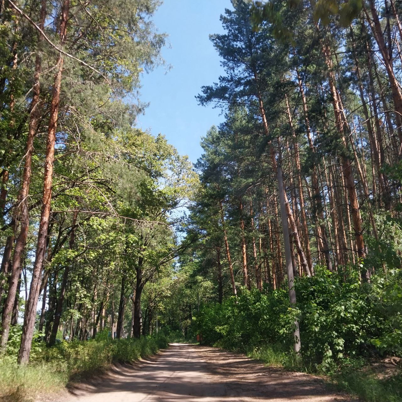 Губернатор Олег Мельниченко: «Нам надо не допустить возгораний в лесах»