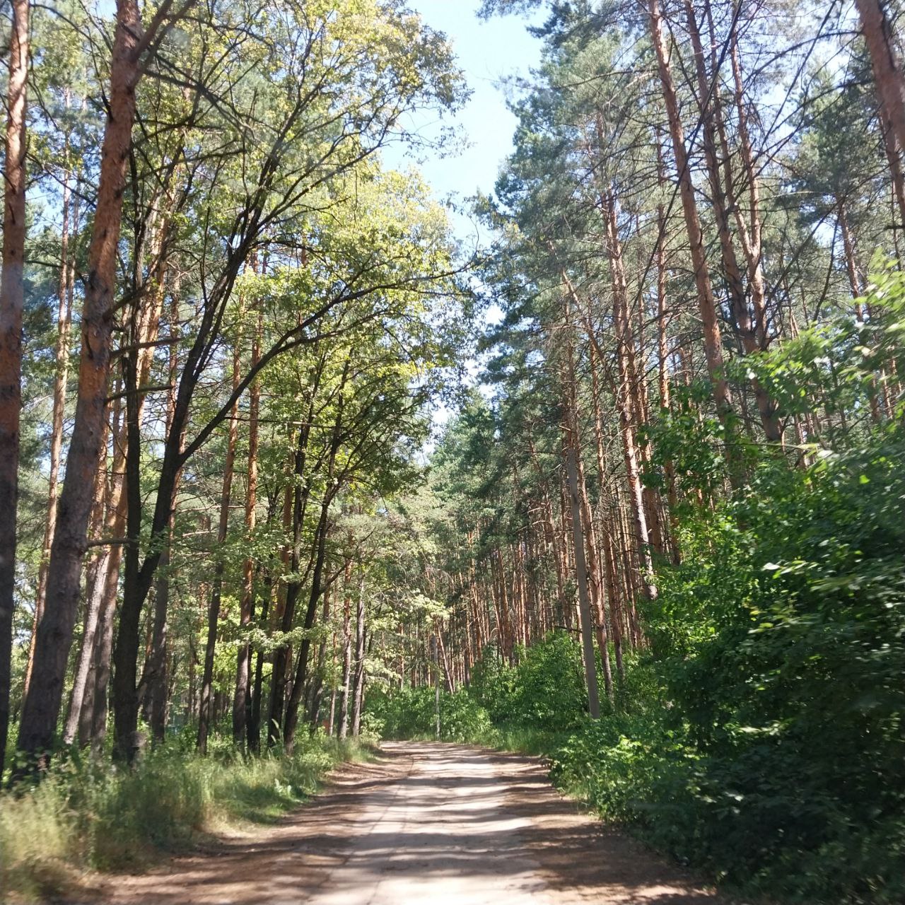 Пензенская область присоединится к акции «Сохраним лес»