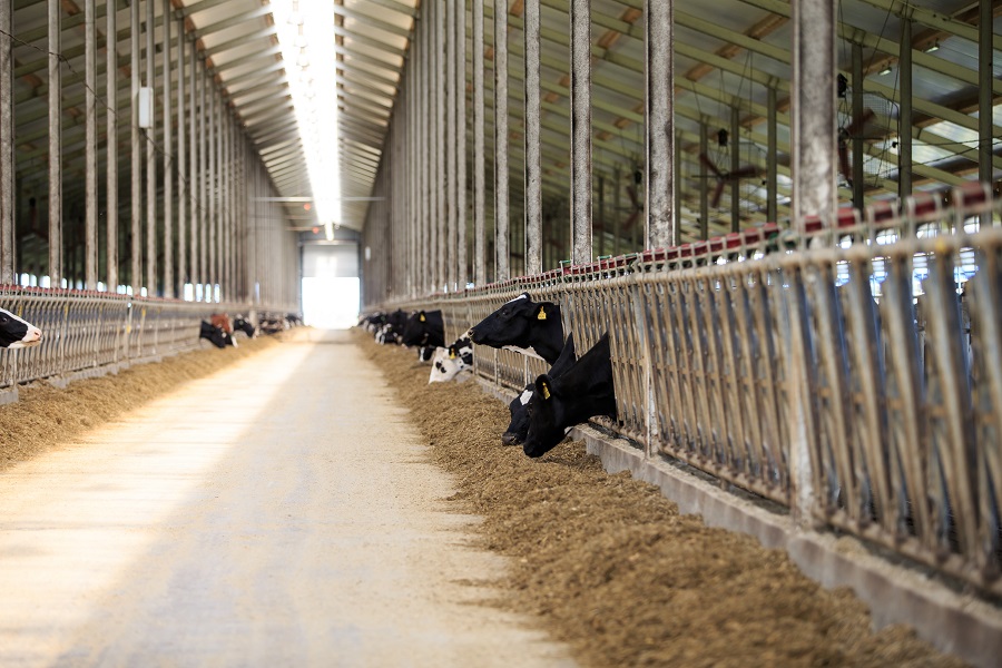 В Пензенской области произведено 291,6 тыс. тонн скота и птицы
