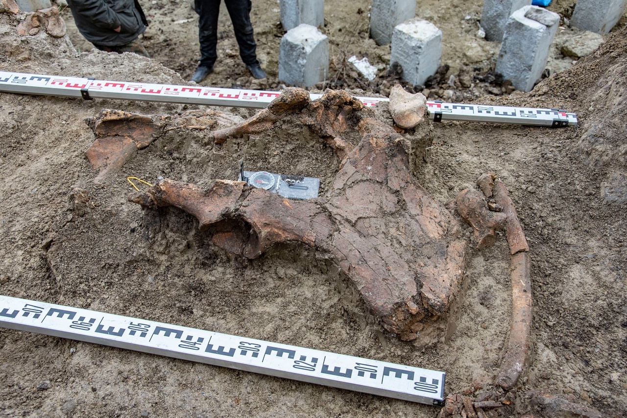 На стройплощадке в Пензе нашли останки шерстистого носорога, которого назвали Лукерья