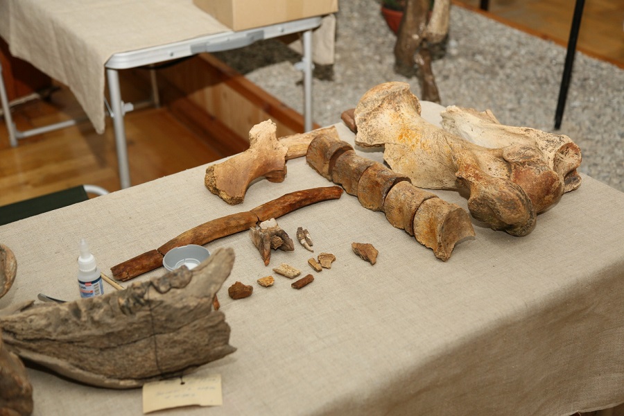 В Краеведческом музее на экспозиции появился скелет носорога