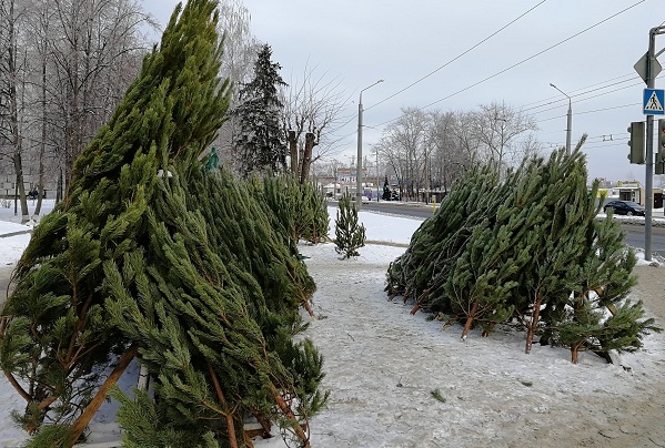 После праздников пензенцы могут сдать елки на переработку