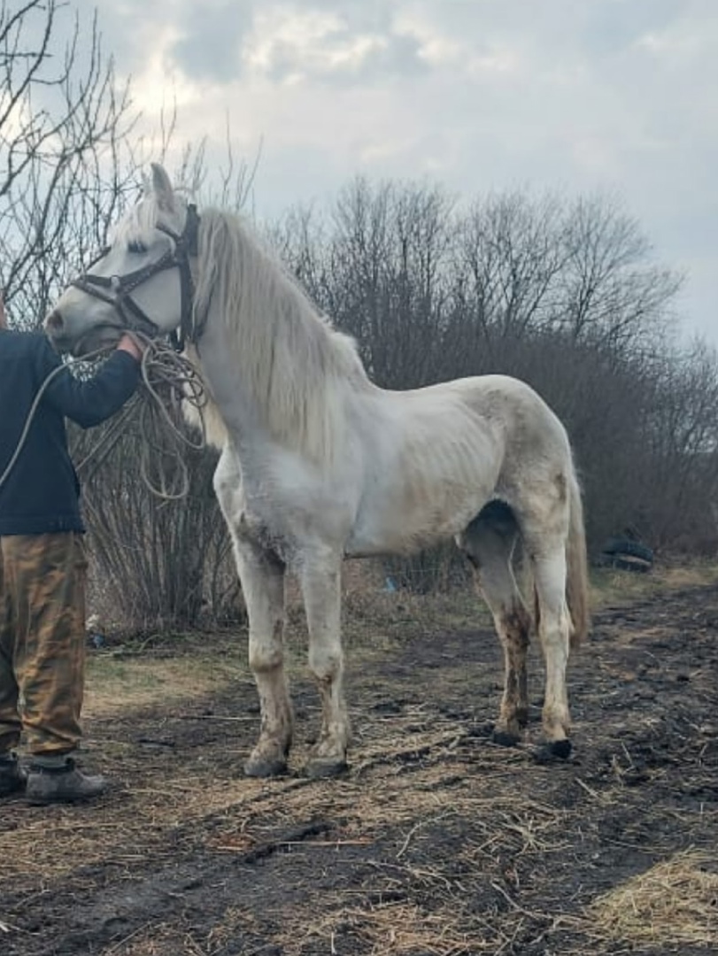 Спасенный с пензенской бойни конь отправится жить в Ленинградскую область