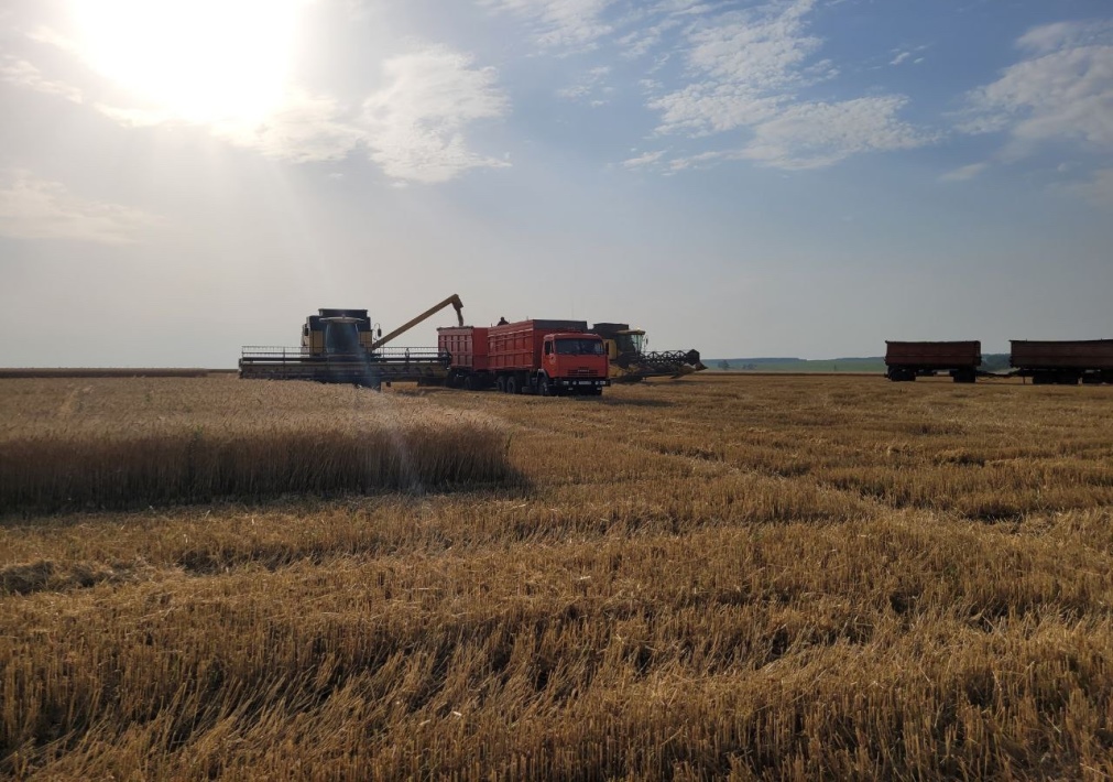 В Пензенской области получили более 500 тыс. тонн зерна