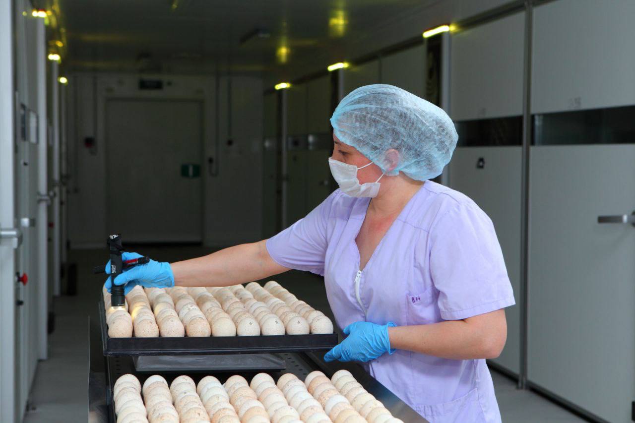 Крупный сельскохозяйственных холдинг в Пензенской области отказался от импортных инкубационных яиц индейки
