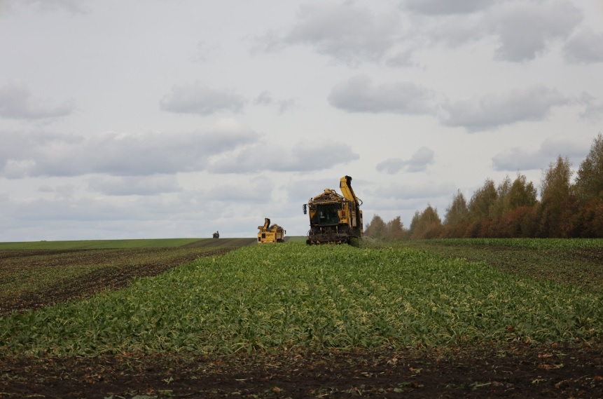В Пензенской области собрали рекордный урожай сахарной свеклы