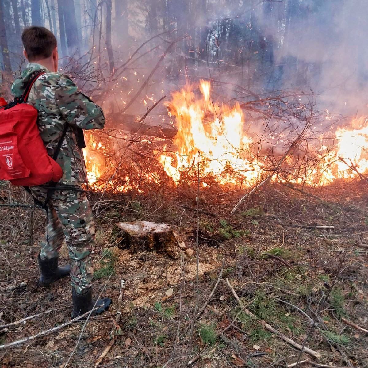 В Пензенской области начали гореть леса