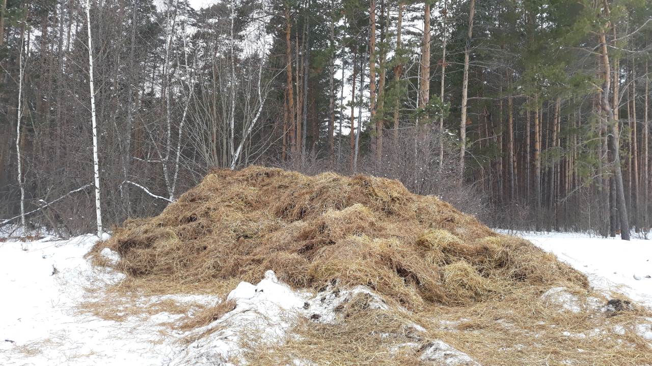 В Пензенской области посадят 770 га леса