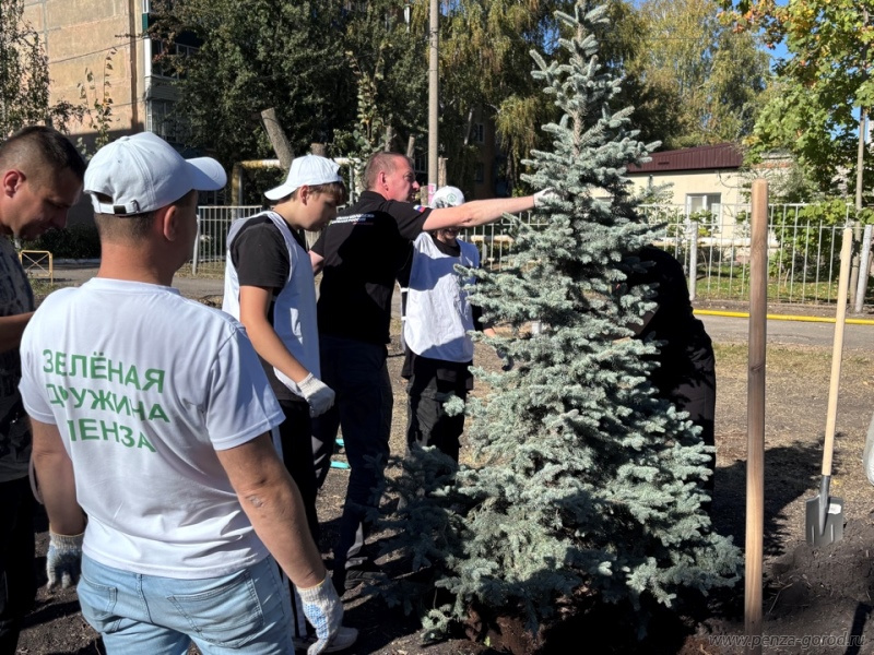 На проспекте Победы в Пензе посадили 25 деревьев