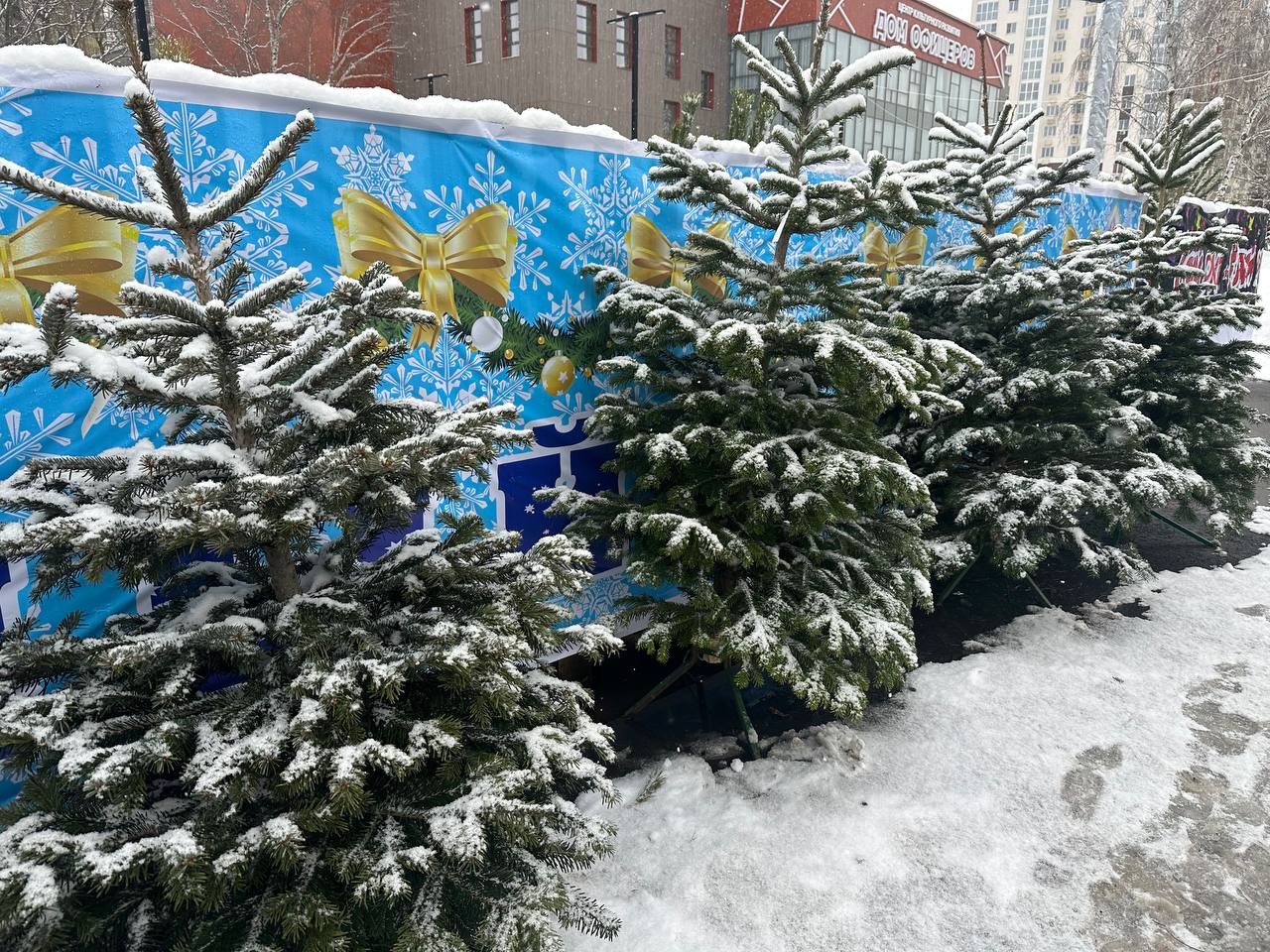 В Пензе разыграют 15 площадок под елочные базары
