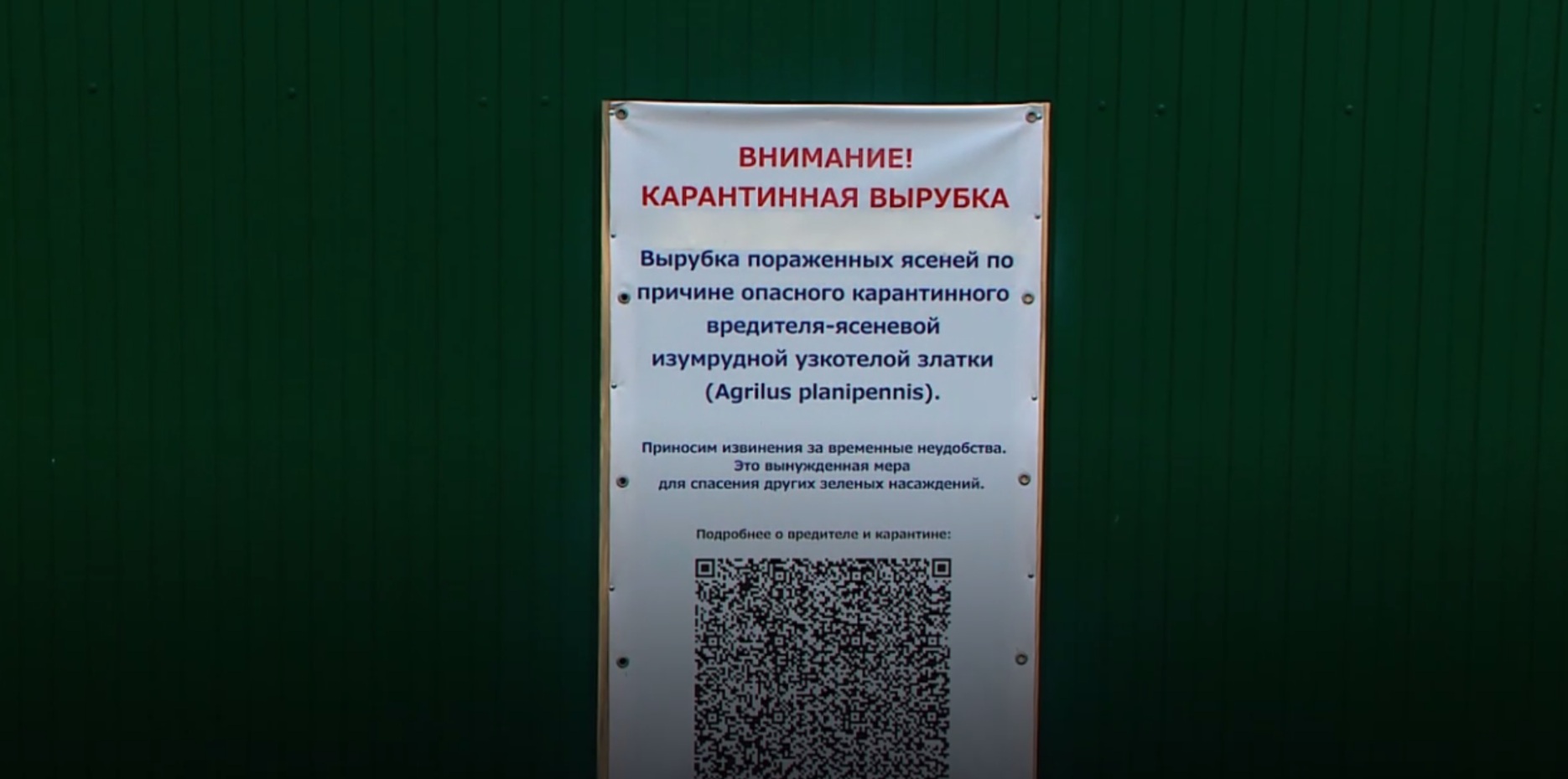 Ясеневая златка обнаружена еще в одном сквере Пензы