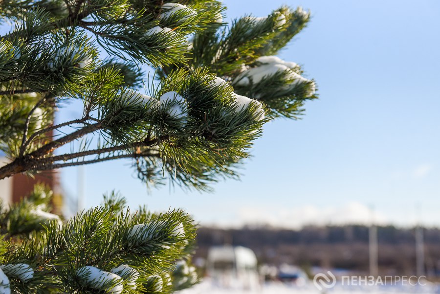 Названы улицы Пензы, где в 2026 году посадят новые деревья