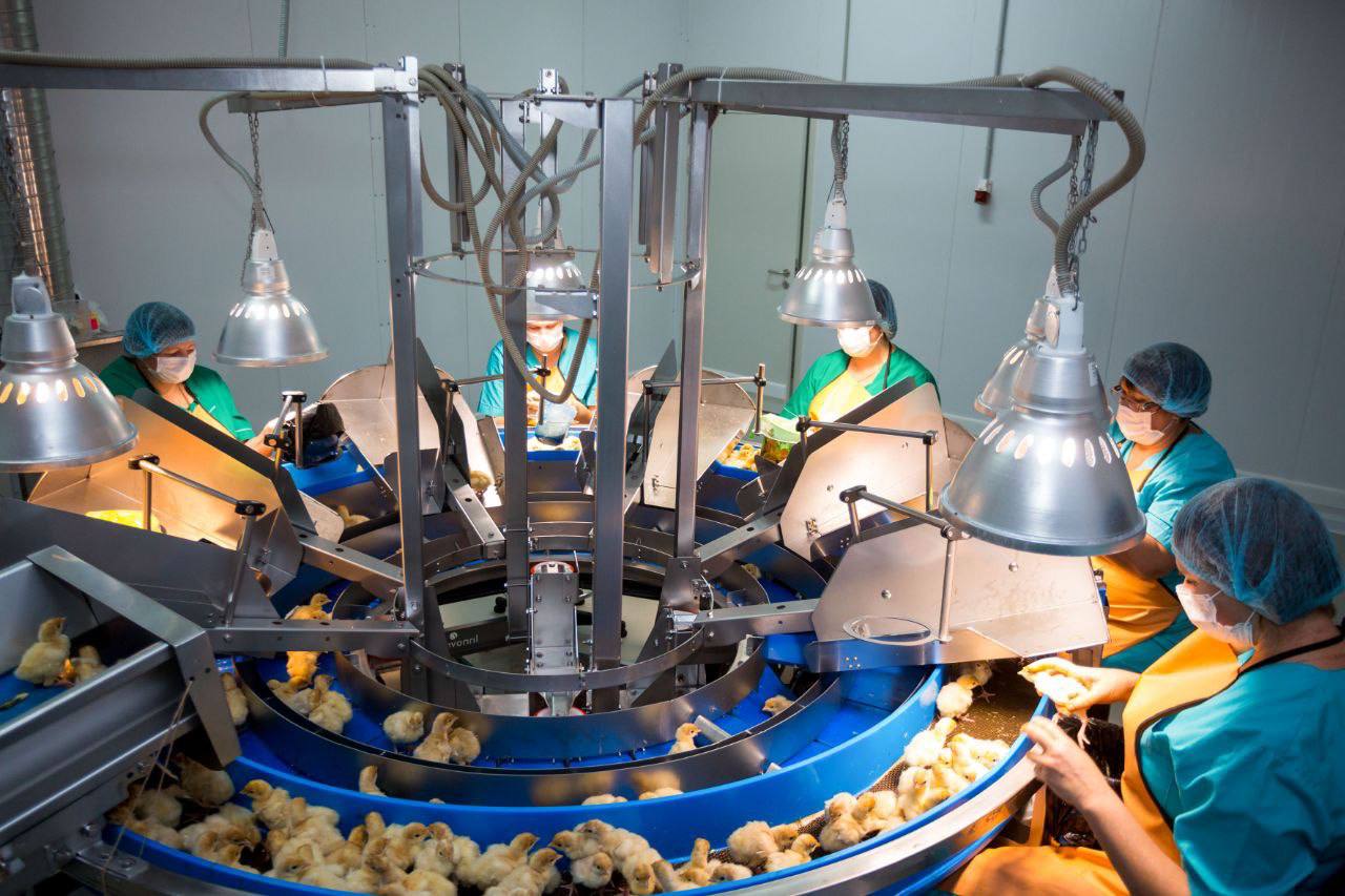 Пензенская область начала поставлять мясо индейки на Филиппины