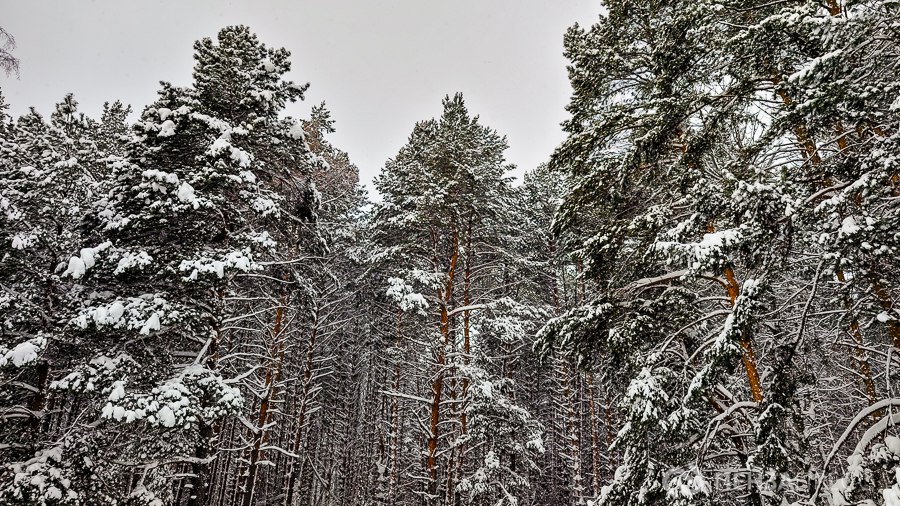 Пензенцев предупредили о сильном снеге с метелью