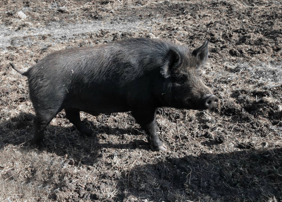 В Пензенской области завершается сезон охоты на пушных зверей и кабанов