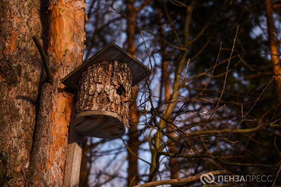 Пензенская область присоединится к акции «Сад памяти»
