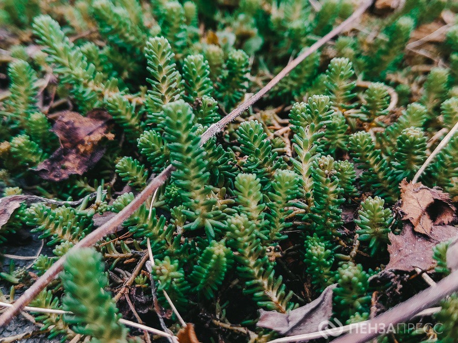 В Пензенской области открылся весенний сезон охоты