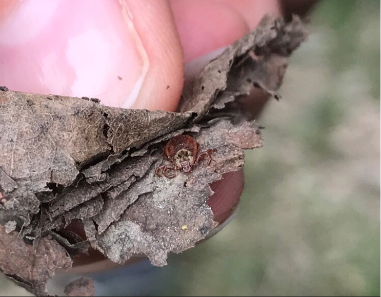 В Пензенской области зарегистрирован первый пострадавший от клеща