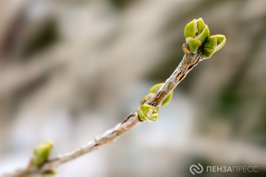 В Пензенской области планируют в 2026 году высадить 2,3 млн молодых растений