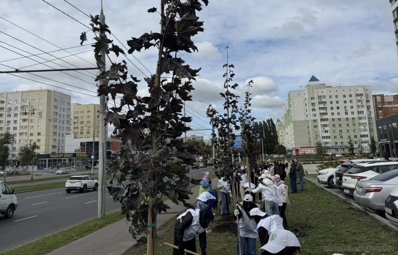 На проспекте Строителей в Пензе посадили клены