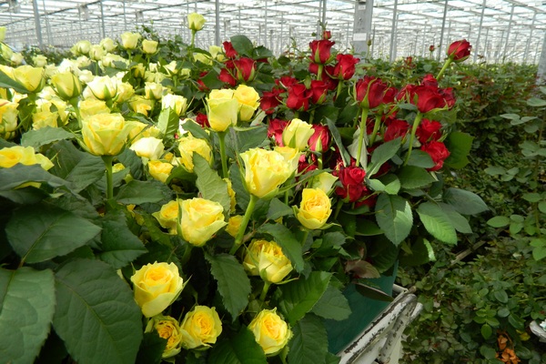 Бесконечная история с розами. Быть ли Пензенской области цветочным раем?