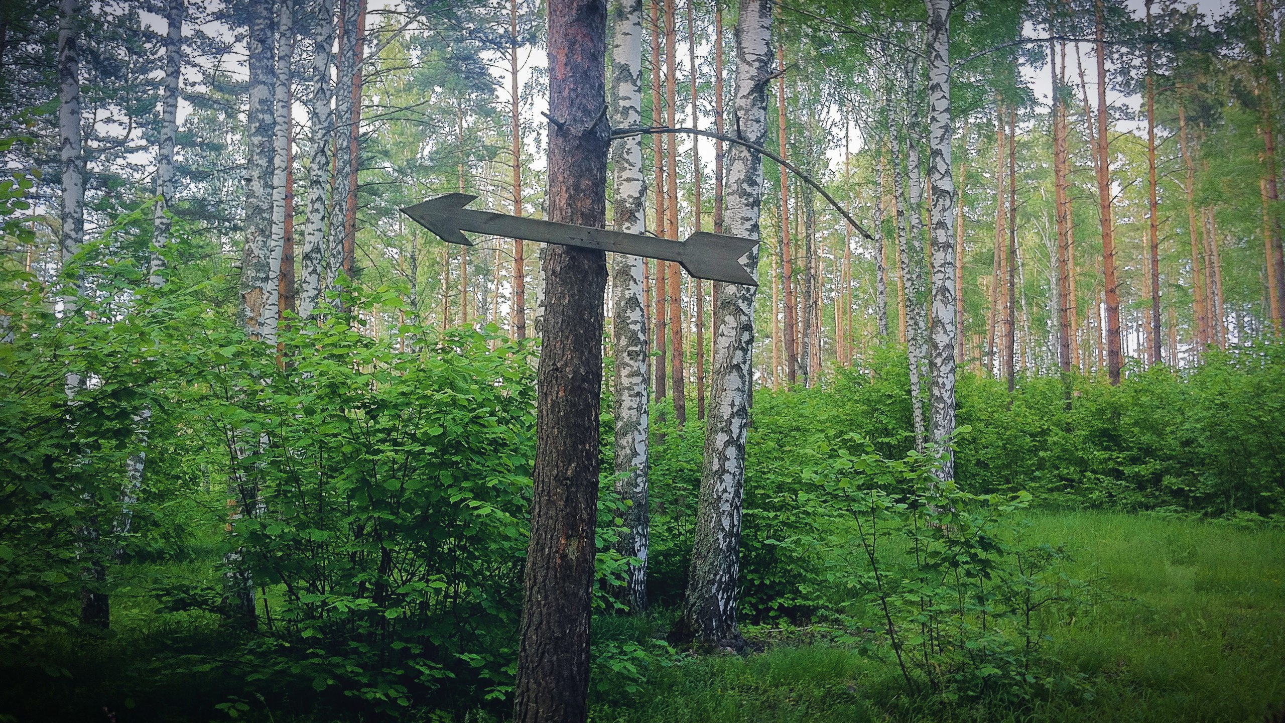 Золотаревское городище фото