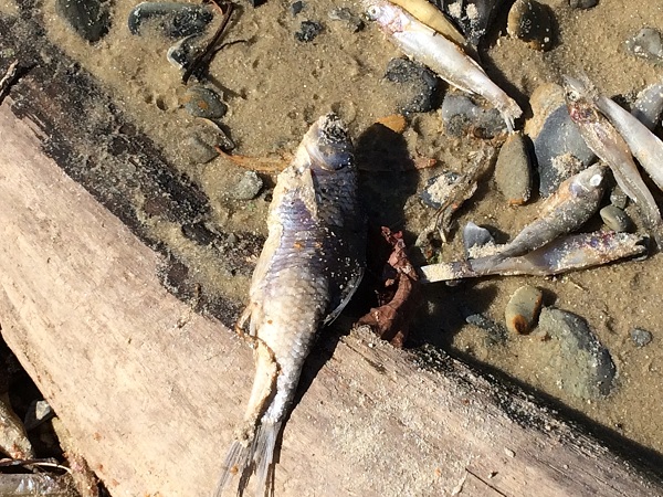 В Суре продолжает гибнуть рыба. Росприроднадзор молчит