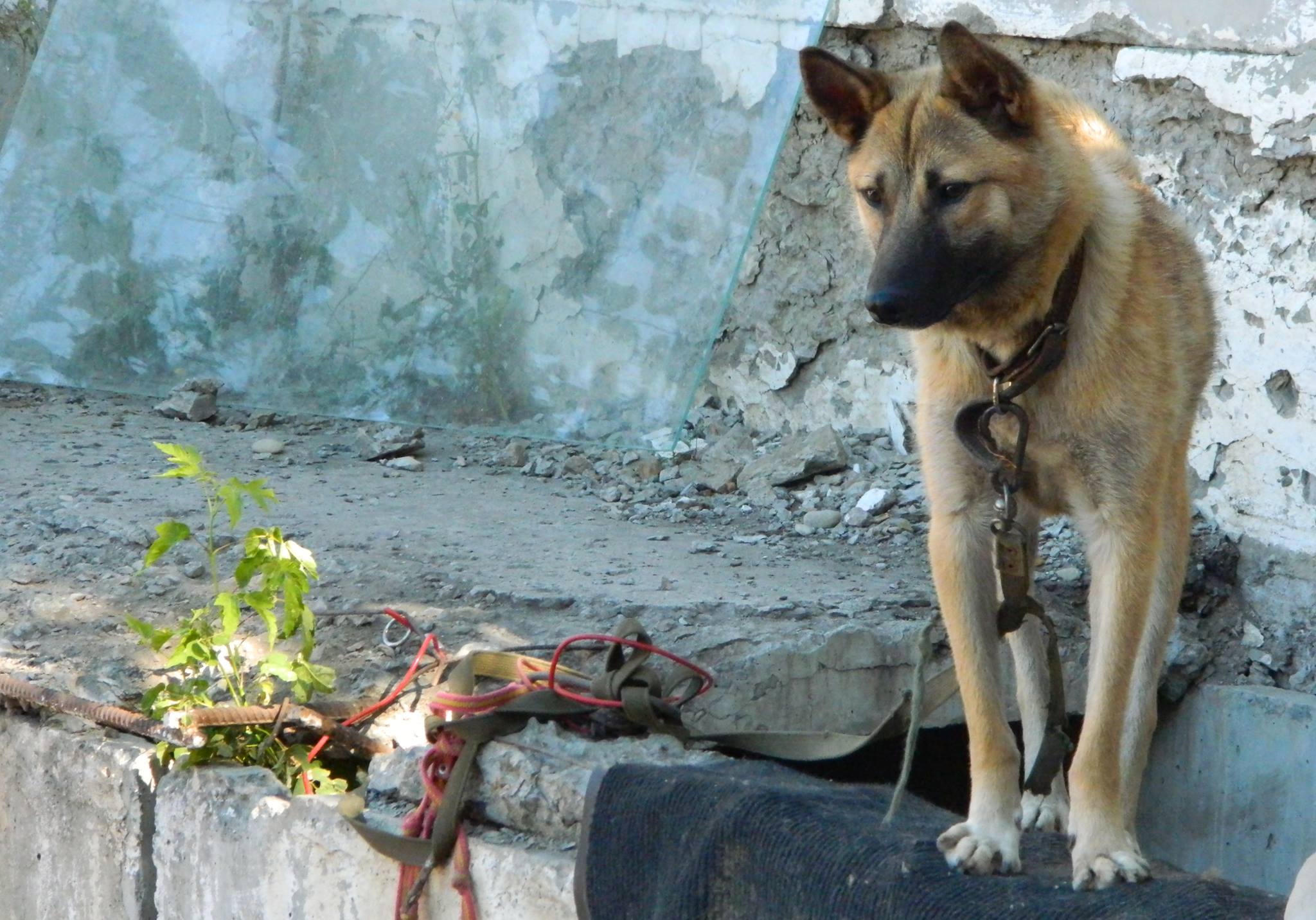 Собачья жизнь: «Питомец» не прогнали, но проблемы остались