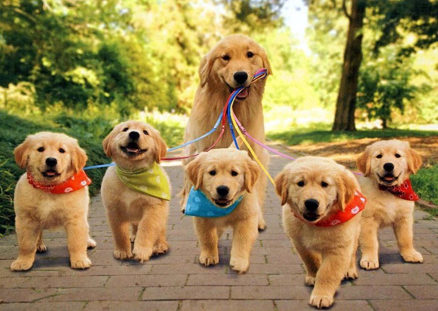 Собаки на Олимпийской аллее: поддержите инициативу о создании специализированных площадок для выгула 