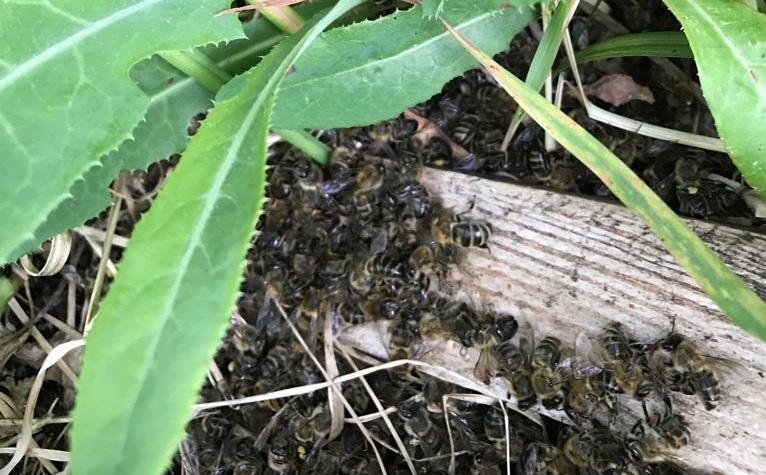  В Иссинском районе гибнут пчелы, виновных пока не ищут?