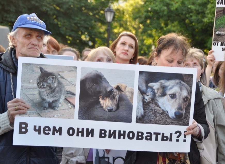  «Жизнь человека является высшей социальной ценностью и не сравнима с ценностью жизни животных» — движение «Живая Россия» 