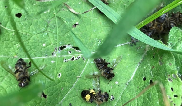 СРОЧНО! Фермеры бьют тревогу — в Иссинском районе массово гибнут пчелы 
