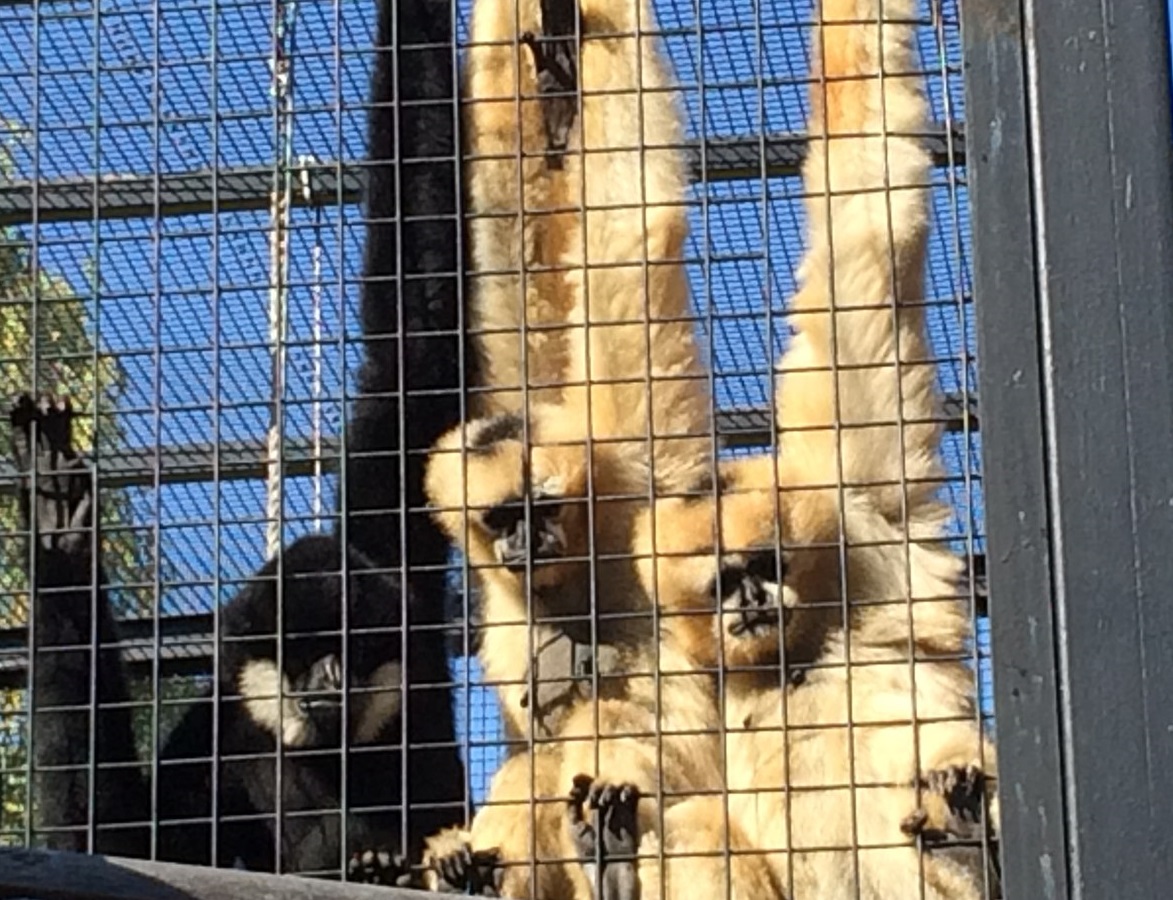Читатели пишут. Пензенский контактный зоопарк: радость для людей или стресс для животных